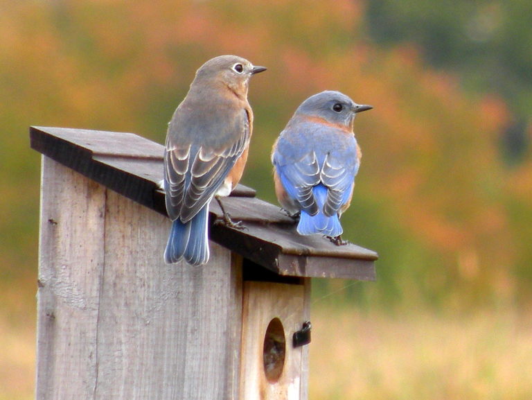 Male and female bluebirds on a bird house.