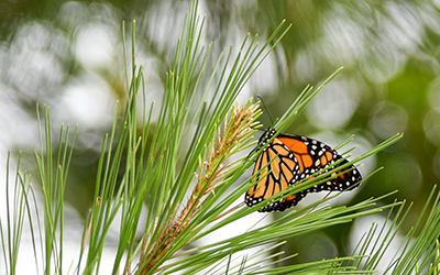 Monarch Butterfly